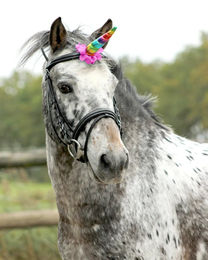 Produktbild von QHP Pferde Einhorn Sattelzubehör aus Polyester in Bunt und Grau