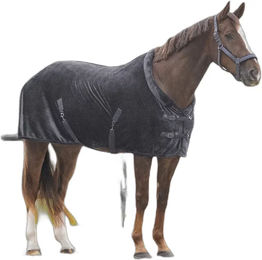 QHP Sensisoft Showdecke für Pferde aus Polyester in Grau 145 cm – Bild 1 von 8