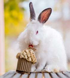 Quapas! Feierlicher Cupcake für Kaninchen und Nagetiere – Bild 1 von 2