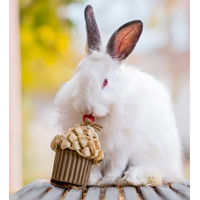 Produktbild von Quapas! Feierlicher Cupcake für Kaninchen und Nagetiere