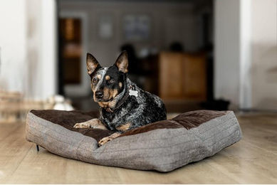 Produktbild von Rechteckiges Hundekissen HFI