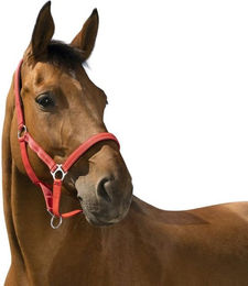 Produktbild von Reflektierendes Halfter Norton