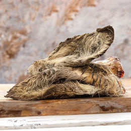 Rehohren – Bild 1 von 2