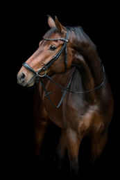 Produktbild von Reitgebiss mit abfallendem Nasenriemen HorseGuard Cryll 25.2