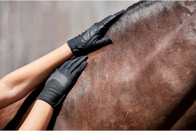 Produktbild von Reithandschuhe Equipage Karla