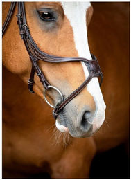 Produktbild von Reittrense aus veganem Leder Montar Lyon Fig 8 Jumping ECO