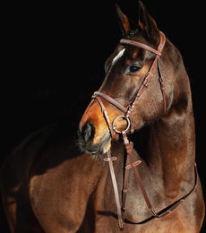 Produktbild von Reittrense für Pferd mit kombiniertem Reithalfter für Pferd gepolstert Horze Constance