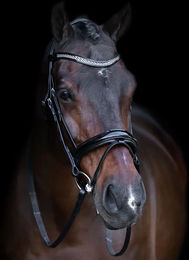 Produktbild von Reittrense mit englischem Nasenriemen Imperial Riding