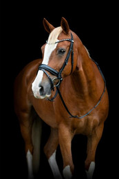 Produktbild von Reittrense mit Flash und Pullback HorseGuard Cryll 25.2