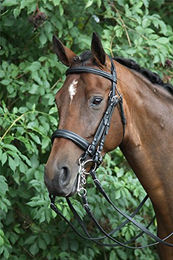 Reittrensen für Pferde Horka Las vegas – Bild 1 von 4