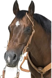 Produktbild von Reittrensen für Pferde Westride Franck Perret 1 oreille