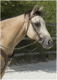 Produktbild von Reittrensen für Pferde Westride Franck Perret colorado