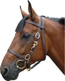 Produktbild von Reittrensen Halfter breit Canter