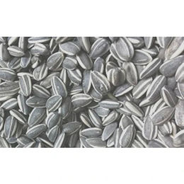 Produktbild von ReNatura Gestreifte Sonnenblumenkerne - 25 kg