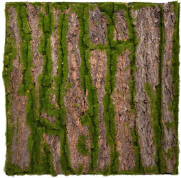 Produktbild von Repiterra Terrarium Terrarium Rückwände für 60x60cm