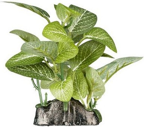 Produktbild von ReptiZoo Kunststoffpflanze Fittonia verschaffeltii