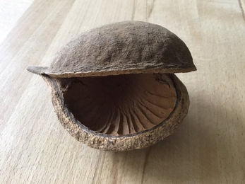 Produktbild von ReptiZoo Zuchtrack einfach inklusive Box medium und Räder mit Heatpanel