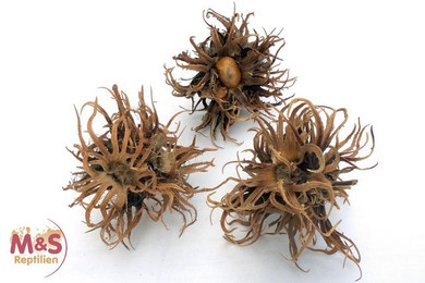 Produktbild von ReptiZoo Zuchtrack Zuchtgestell mit Boxen und Trennstreifen