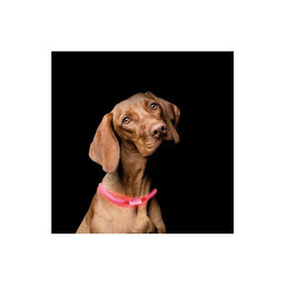 Produktbild von riijk Leuchthalsband LED Hundehalsband Kunststoff individuell kürzbar