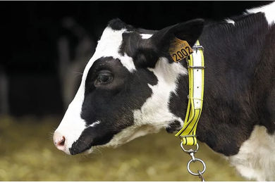 Produktbild von Rinderhalsband aus Nylon Kamer