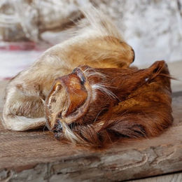 Rinderohr mit Fell, ohne Muschel 2er Pack Beutel – Bild 1 von 2