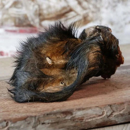 Produktbild von Rinderohr mit Fell und Muschel