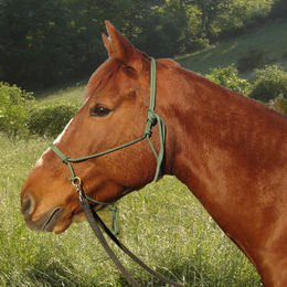 Produktbild von Ring-Knotenhalfter