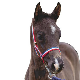 Produktbild von Roma Fohlen-Halfter