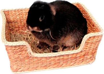 Rosewood Chill 'N' Snooze Nagetierbett – Bild 1 von 2