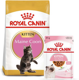 Produktbild von ROYAL CANIN KITTEN Maine Coon - 12 x 85 g
