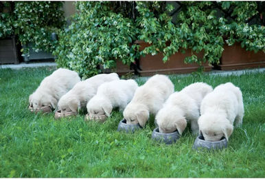 Produktbild von Rutschfester Krokettenspender für Hunde Zolux