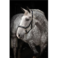 Produktbild von Rambo Micklem Headcollar Leder Schwarz für Vollblut Pferde
