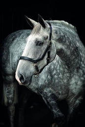 Rambo Pferdehalfter Micklem aus Kunstleder für Ponys in Braun oder Schwarz – Bild 1 von 1