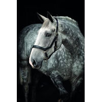 Produktbild von Rambo Pferdehalfter Micklem aus Kunstleder für Ponys in Braun oder Schwarz