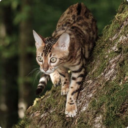 Produktbild von REAL NATURE WILDERNESS Trockenfutter Katze Adult Ranger's Forest Getreidefrei mit hohem Fleischanteil 2x2,5 kg
