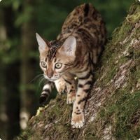 Produktbild von REAL NATURE WILDERNESS Trockenfutter Katze Adult Ranger's Forest Getreidefrei mit hohem Fleischanteil 2x2,5 kg