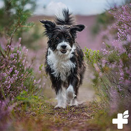 ReaVET Haut & Fell Harmonie Pulver für Hunde und Katzen 250g mit Vitaminen - 250 g – Bild 1 von 5