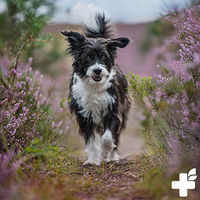 Produktbild von ReaVET Haut & Fell Harmonie Pulver für Hunde und Katzen 250g mit Vitaminen - 250 g