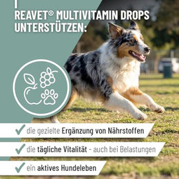 ReaVET Multivitamin Drops für Hunde mit Vitaminen zur Unterstützung von Immunsystem, Haut und Fell, hypoallergen, 350 g – Bild 1 von 6