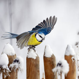 Relaxdays 3er Set Fenster-Vogelfutterhaus aus transparentem Kunststoff mit Dach und Saugnäpfen – Bild 1 von 5