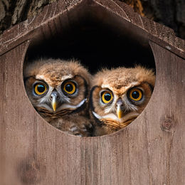 Relaxdays Eulen Nistkasten aus Holz für Wildvögel braun aufklappbar – Bild 1 von 8