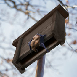 Relaxdays Fledermauskasten aus Holz in Braun für den Garten – Bild 1 von 5