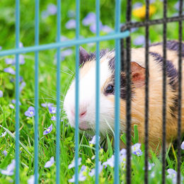Relaxdays Freilaufgehege für Kleintiere wie Meerschweinchen und Hamster, 8 engmaschige Drahtelemente, 24cm hoch, Mehrfarbig – Bild 1 von 3