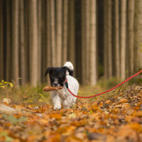 Produktbild von Relaxdays Hundeleine aus Nylon mit reflektierendem Material und gepolsterter Schlaufe, 150 cm, Rot - 150 cm
