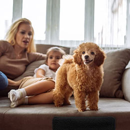 Produktbild von Relaxdays Hundetreppe mit 3 Stufen für kleine und große Hunde in Grau aus Polyester, 30x35x45 cm