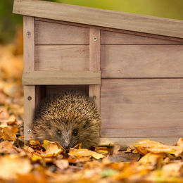 Relaxdays Igelhaus aus Holz mit 2 Kammern und Boden in Braun, 30x40x34 cm – Bild 1 von 4