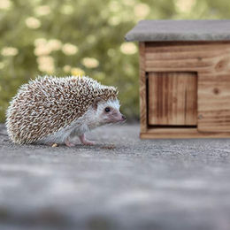 Relaxdays Igelhaus Bausatz aus Holz mit Boden und Rattenklappe in Natur – Bild 1 von 5
