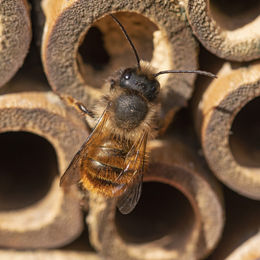 Relaxdays Insektenhotel aus Holz als Nisthilfe für Wildbienen und Wespen in Grün-Braun 25x15x11,5 cm – Bild 1 von 6