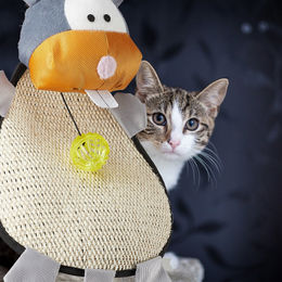 Relaxdays Kratzmatte für Katzen mit Spielzeug aus Sisal und Polyester, bunt – Bild 1 von 9