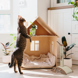 Relaxdays Kratzsäule für Katzen mit Sisalstamm und Spielzeug in Braun oder Beige – Bild 1 von 7